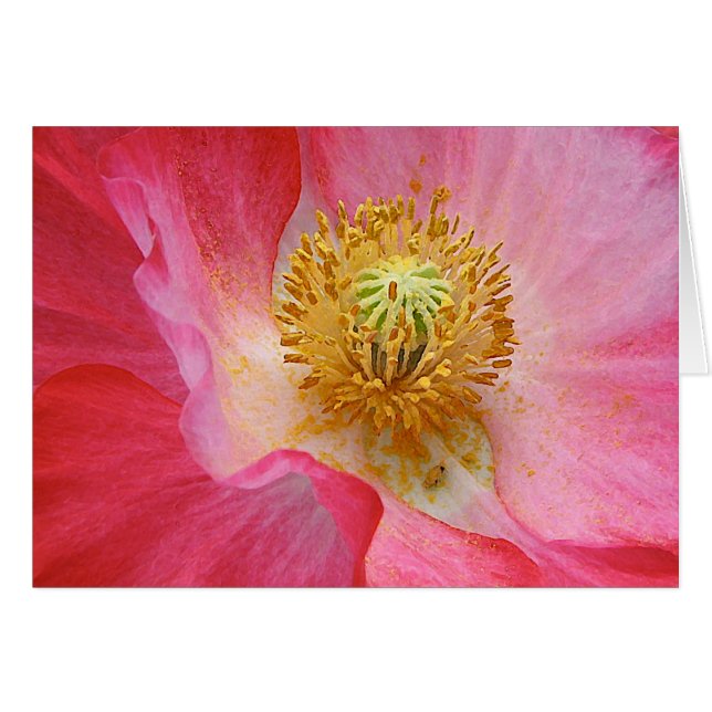 Amapola (Anverso (Horizontal))