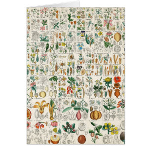 Amapola, clasificaciones de planta violetas