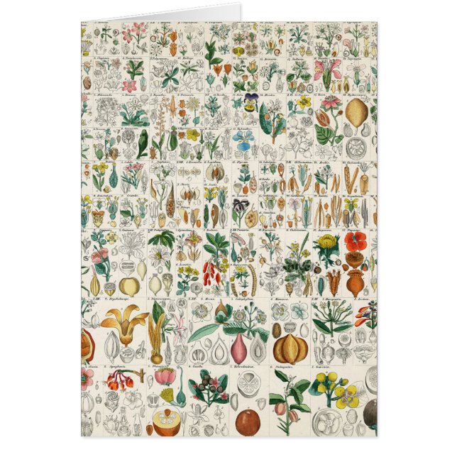 Amapola, clasificaciones de planta violetas (Frente)