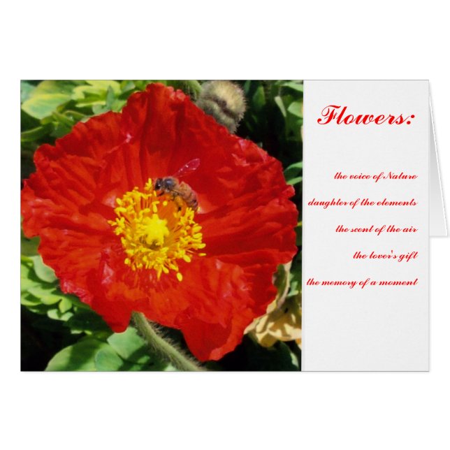 Amapola de la poesía de la naturaleza (Anverso (Horizontal))