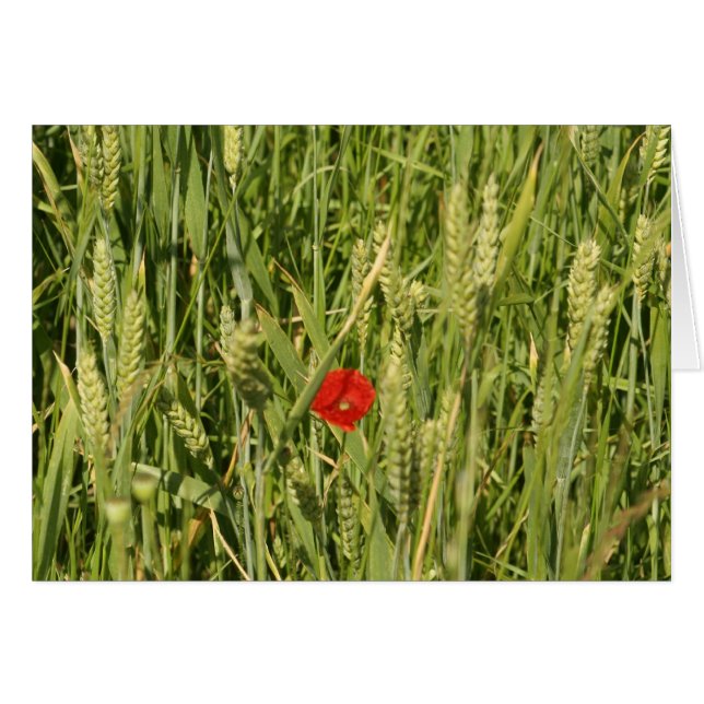 amapola en cornfield (Anverso (Horizontal))