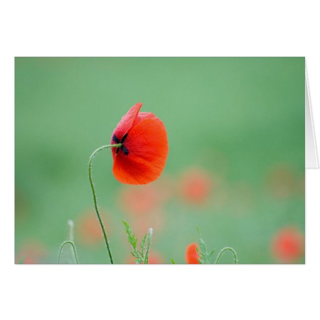 Amapola en Nidd (Anverso (Horizontal))