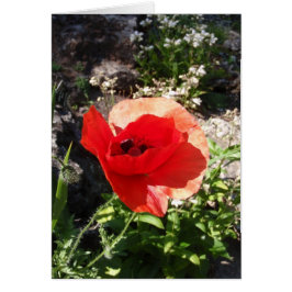 Amapola roja