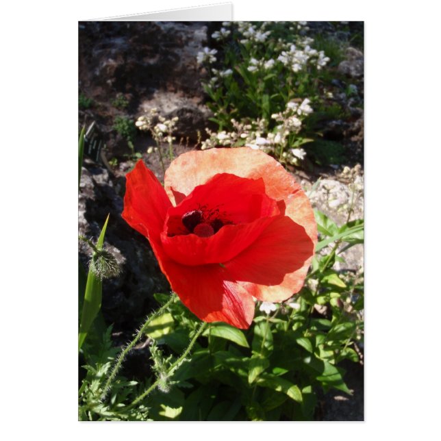 Amapola roja (Frente)