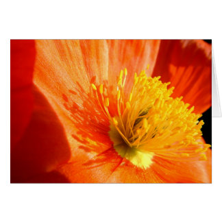 amapola roja
