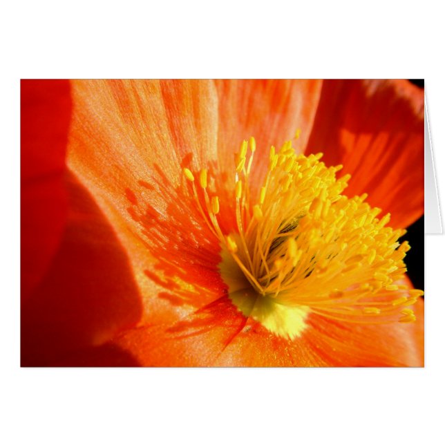 amapola roja (Anverso (Horizontal))