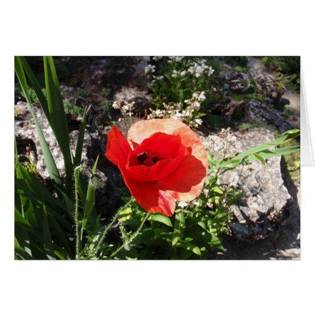Amapola roja (Anverso (Horizontal))