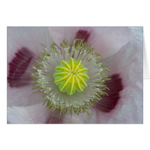 Amapola Rosa de Cerca
