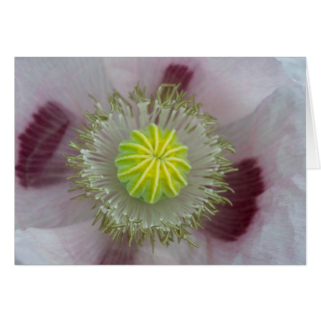 Amapola Rosa de Cerca (Anverso (Horizontal))