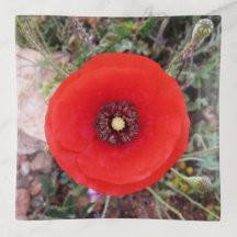 Amapola silvestre