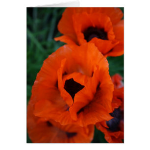 Amapolas