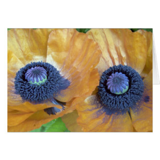 Amapolas anaranjadas de oro