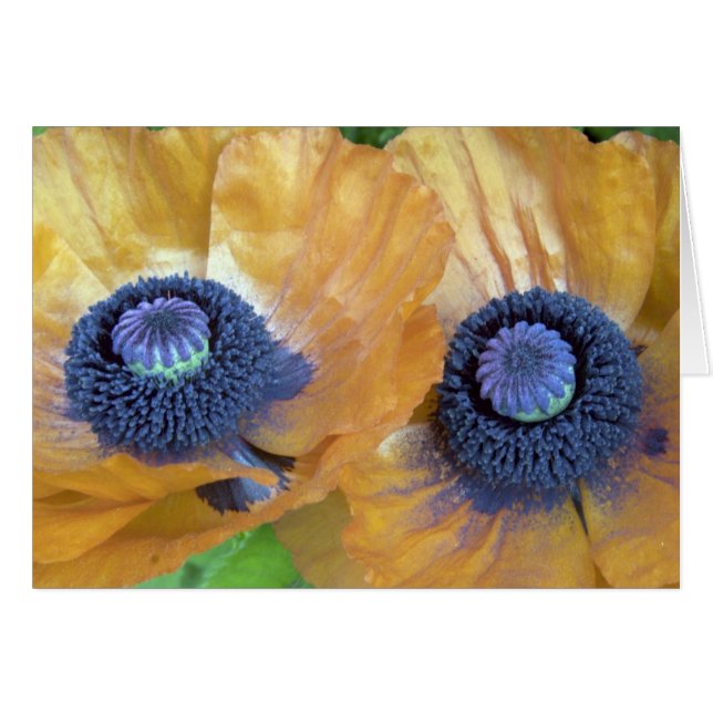 Amapolas anaranjadas de oro (Anverso (Horizontal))