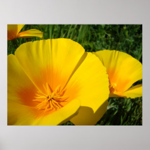 AMAPOLAS DE ARTE DE OFICINA Amapolas Flores 4 Impr
