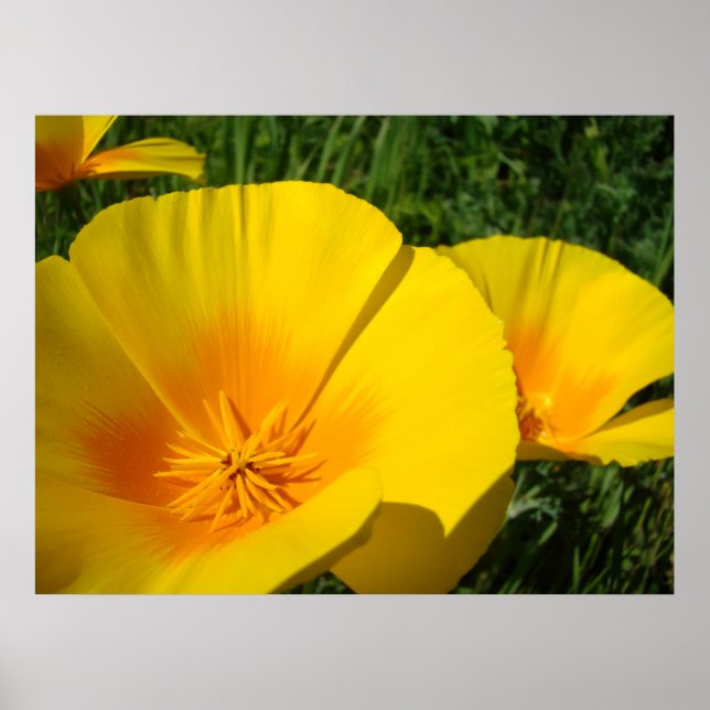 AMAPOLAS DE ARTE DE OFICINA Amapolas Flores 4 Impr (Frente)