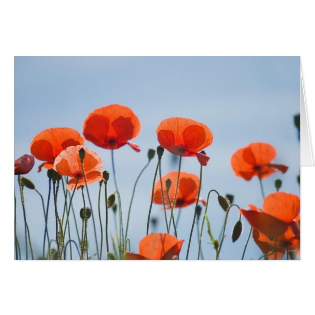 Amapolas en un campo en Nidd (Anverso (Horizontal))