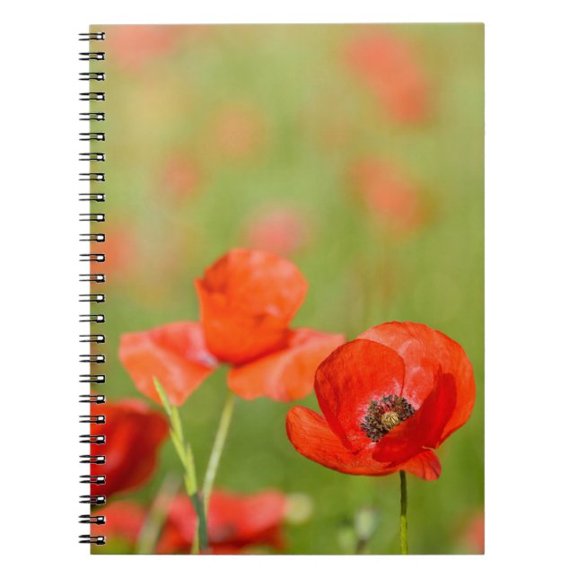 Amapolas en un cuaderno del campo de la amapola (Frente)