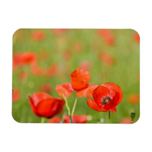 Amapolas en un imán rectangular del campo de la