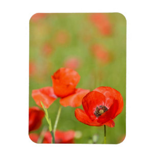 Amapolas en un imán vertical del campo de la