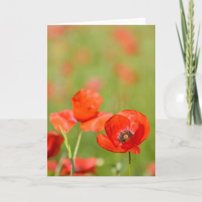 Amapolas en una tarjeta de felicitación del campo (Anverso)