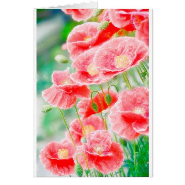 Amapolas rojas (Frente)