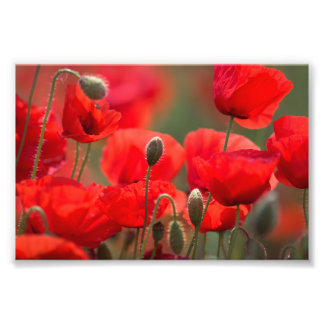 Amapolas Rojas – Póster de Fotografía Floral Vibra