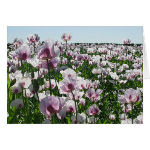 Amapolas rosadas