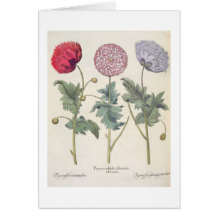 Amapolas: rubicundis múltiplexes de los albumoris