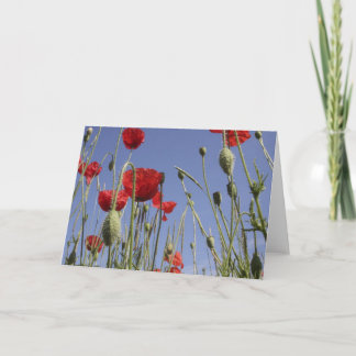 Amapolas - tarjeta de felicitación