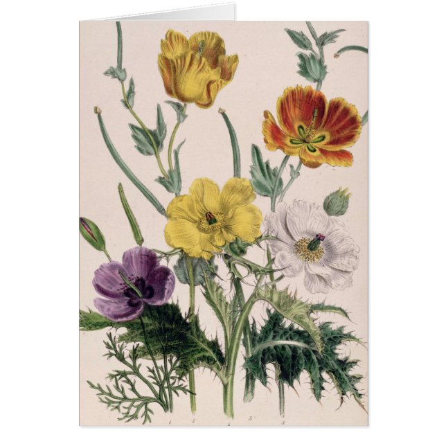 Amapolas y anémonas (Frente)