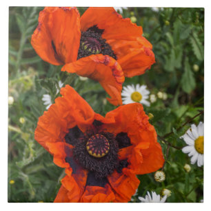 Amapolas y baldosa cerámica de las margaritas