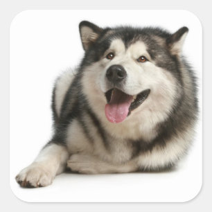 Amar a Alaskan Malamute Pegatina/ Sello de perro