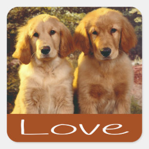 Amar a los Pegatinas de Golden Retriever Puppy Dog