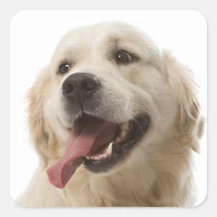Amar a los Pegatinas de perros copiosos de Golden