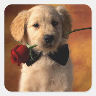 Amar a los Pegatinas de perros copiosos de Golden