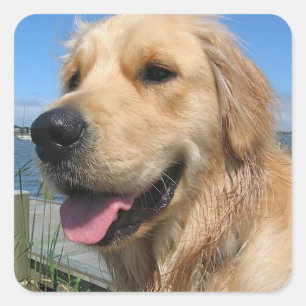 Amar a los Pegatinas de perros copiosos de Golden