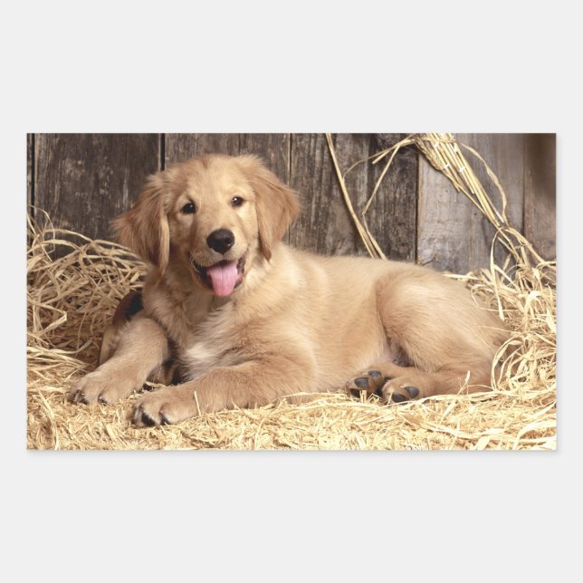Amar a los Pegatinas de perros copiosos de Golden  (Anverso)