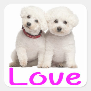 Amar a los Pegatinas de perros de Bichon Blanco