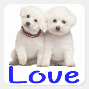 Amar a los Pegatinas de perros de Bichon Blanco