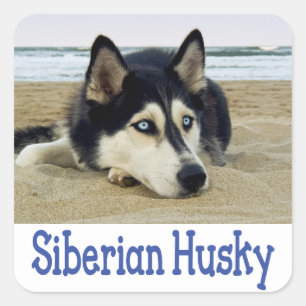 Amar a los Pegatinas siberianos Husky Puppy Dog sa