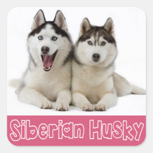 Amar a los Pegatinas siberianos Husky Puppy Dog sa