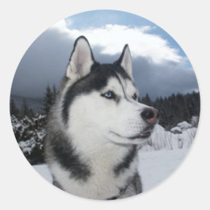 Amar a los Pegatinas siberianos Husky Puppy Dog sa