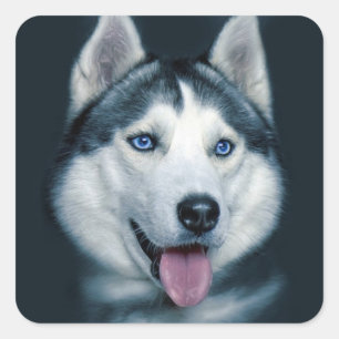 Amar a los Pegatinas siberianos Husky Puppy Dog sa