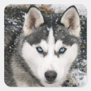Amar a los Pegatinas siberianos Husky Puppy Dog sa