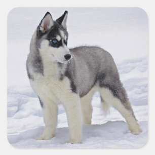 Amar a los Pegatinas siberianos Husky Puppy Dog sa
