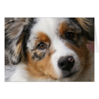 Amar a mi australiano