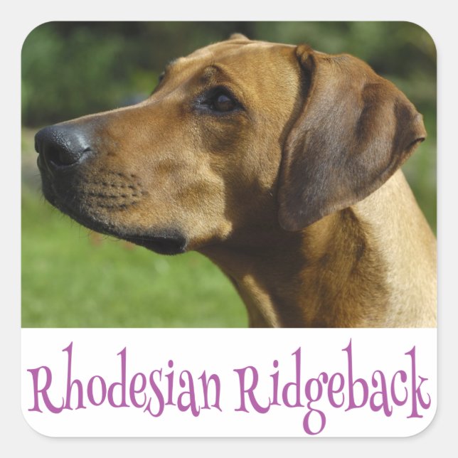 Amar a Rhodesia Ridgeback Pegatinas de Perros Cach (Anverso)
