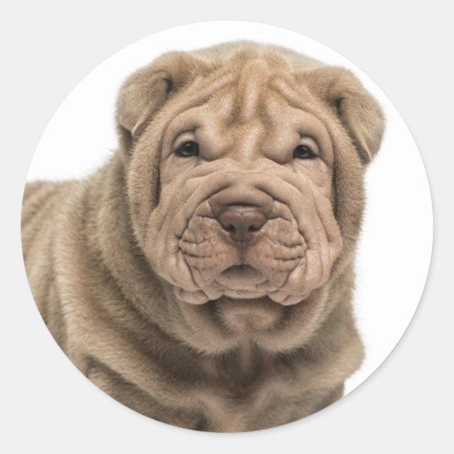 Amar a Shar Pei Perro Pegatina / Sellos (Anverso)
