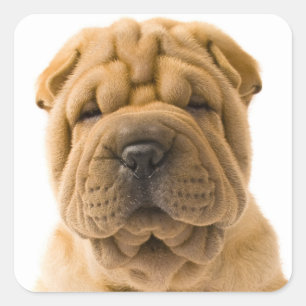 Amar a Shar Pei Puppy Perro Pegatina / Sellos