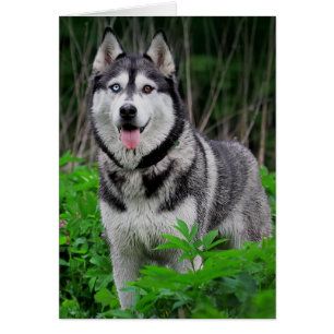 Amar al Husky Siberiano Perro Cachorro - En blanco